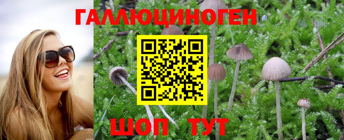 Галлюциногенные грибы Psilocybe  Вход с VPN  Галлюциногенные грибы прущие грибы  Иркутск 